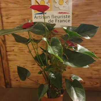 anthurium rouge