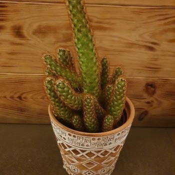 cactus dans son pot déco