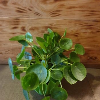 pilea