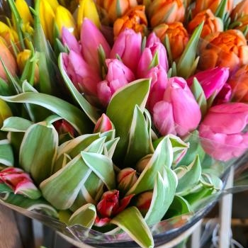 bouquet de 10 tulipes
