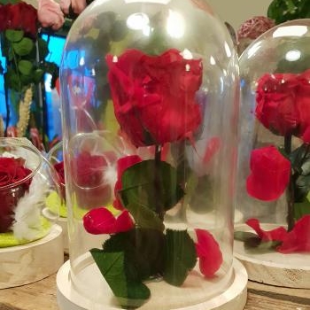 cloche rose stabilisée rouge