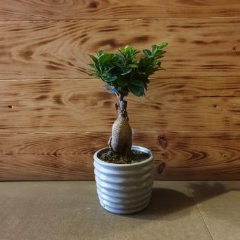 ficus ginseng