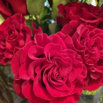 rose rouge hearts