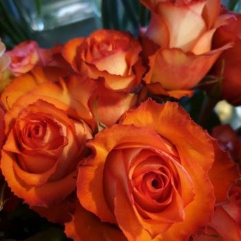 rose orange iguana