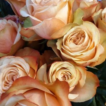rose saumon kahala