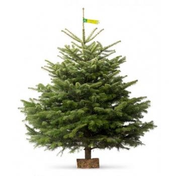 sapin nordmann