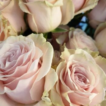 rose rose pink mondial
