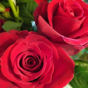 rose rouge sexy red